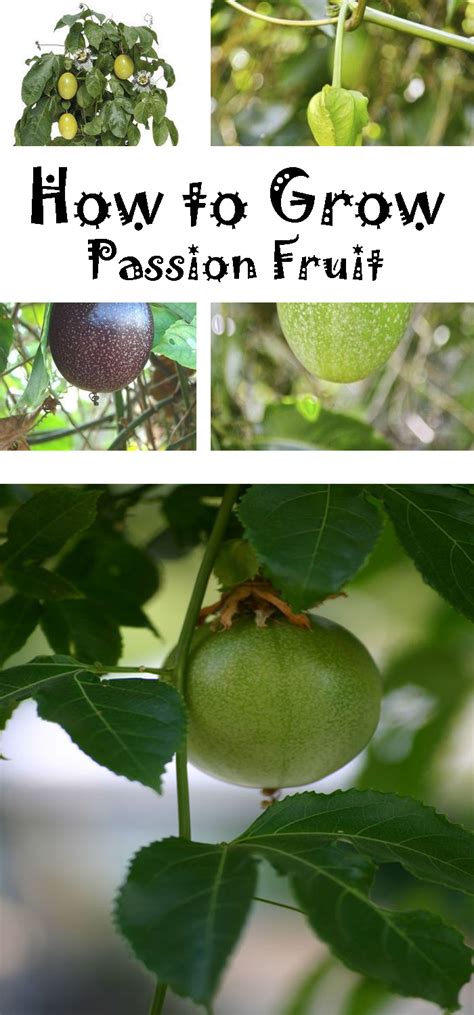 Learn How To Grow Passion Fruit Pinterest Gardening