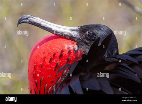 Frigate Bird Galapagos Red Sack Stock Photo Alamy