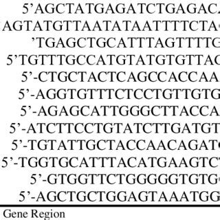 Primers for PCR, Nested PCR and Differential PCR Test Primer Sequence ... 
