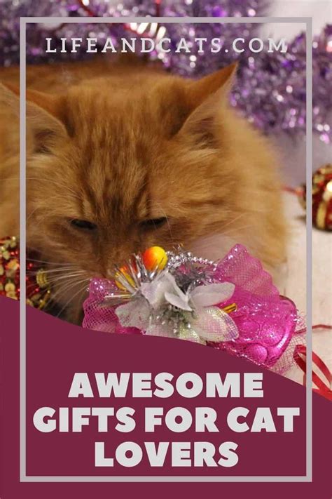 10 Adorable Inexpensive Ts For Cat Lovers 2022 Review Artofit
