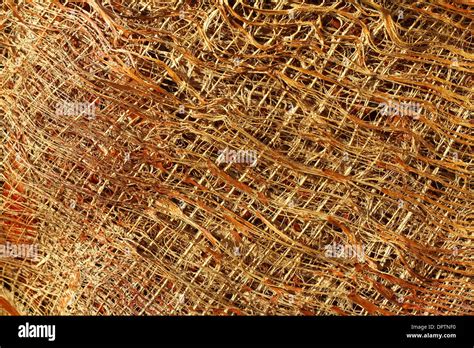 Palm Tree Bark Texture Stock Photo Alamy