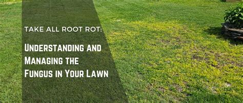 Take All Root Rot Manage The Fungus In Your Lawn