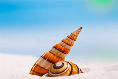 Tropical Seashell Sea Shell With Ocean Beach And Seascape Stock Photo