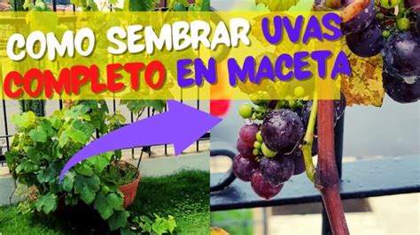 Gu A Pr Ctica Para Cultivar Uvas En Casa Actualizado Noviembre