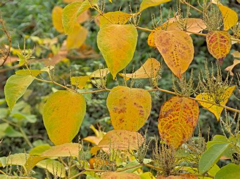 Yellow Autumn Leaves Of Japanese Knotweed Stock Image Image Of Edible