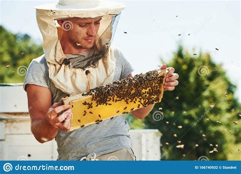 Beekeeper Works With Honeycomb Full Of Bees Outdoors At Sunny Day Stock