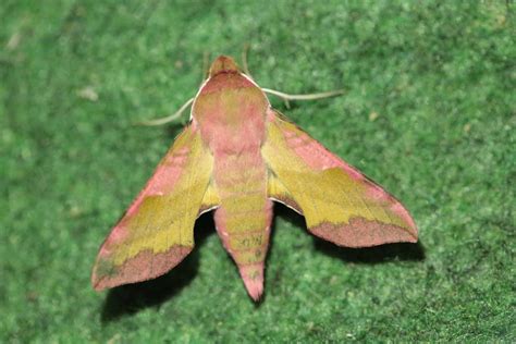 Small Elephant Hawkmoth From Poppendorf Sterreich On April