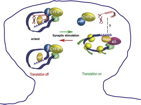 The Fragile X Syndrome Protein Represses Activity Dependent Translation