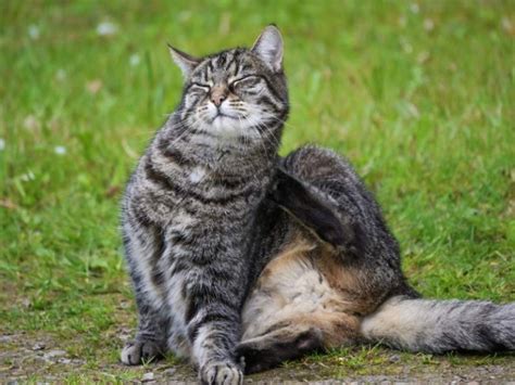 Cat Diseases And Medical Conditions
