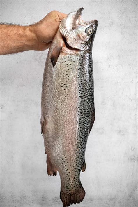 Trucha Arcoiris De Pescado Crudo Fresco En Manos De Un Hombre Imagen De