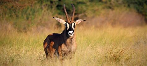 Definitive Guide To Nyala Facts, Habitat, Conservation Status, Zoo ...