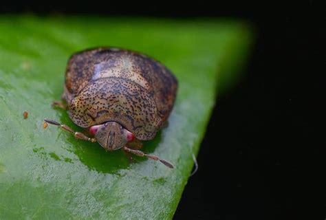 Kudzu Bugs Identification And Kudzu Bug Control Guide