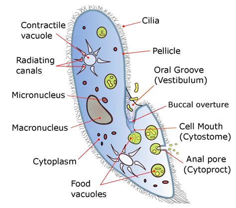 Labeled Diagram Of Paramecium