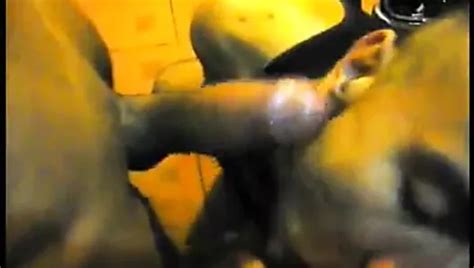 Mamando Polla De Negro Free Gay Porn Video A XHamster