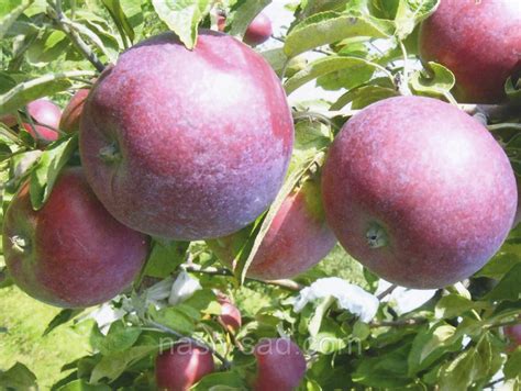 Яблоня Вильямс Прайд Описание Сорта Фото – Telegraph