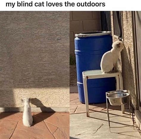 Blind Cat Meme By ZiggyStarburst Memedroid 2940 The Best Porn Website