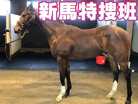 【pog】黄金配合の良血馬が名門厩舎からデビュー！ 競馬ニュース