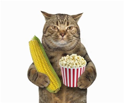 Can Cats Eat Popcorn? To POP or not to POP! | Gatito, Gatos bonitos ...