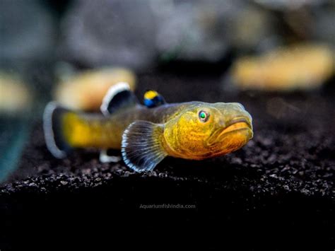 Gobies Archives - Aquarium Fish India
