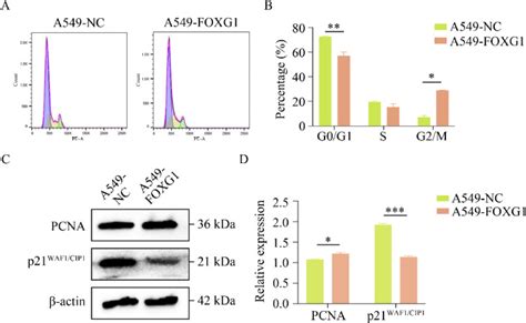 Foxg1 Regulates The Proliferation And Apoptosis Of Human Lung Cancer