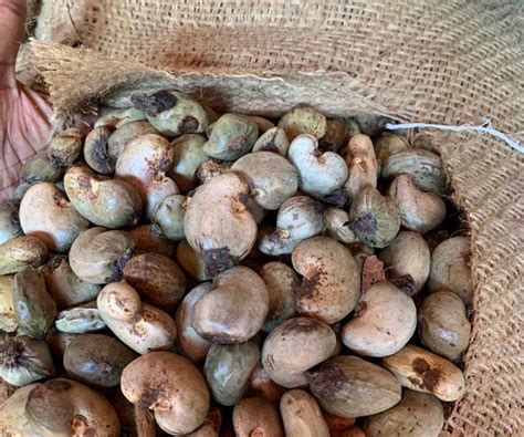 Guinea Bissau Origin Rcn Offers 2021 Raw Cashew Nuts