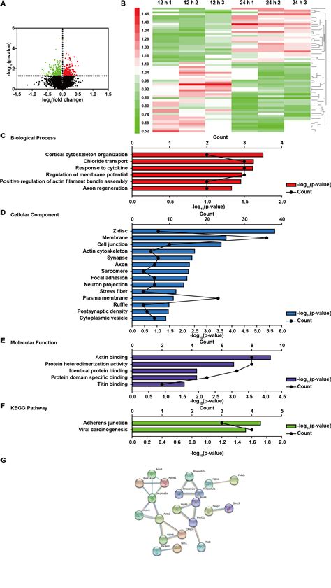 Tandem Mass Tag Based Quantitative Proteomic Analysis Reveals Pathways