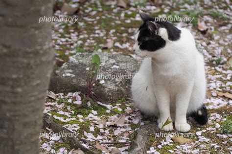 猫と桜 写真素材 2556724 フォトライブラリー Photolibrary