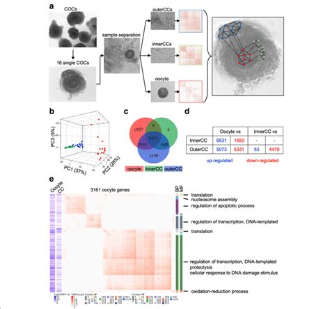 Transcriptome Heterogeneity Between Oocytes And Surrounding Cumulus