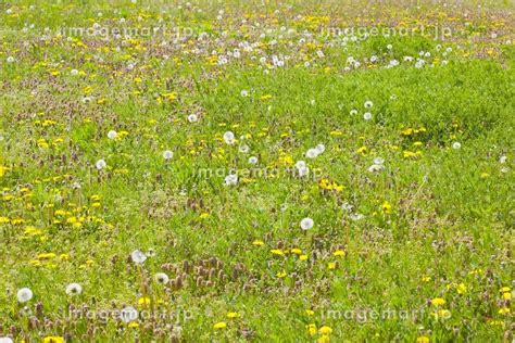 春の野原の写真素材 [24595144] イメージマート