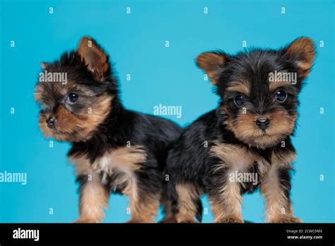 Adorable Couple Of Two Yorkshire Terrier Standing Back To Back On Blue