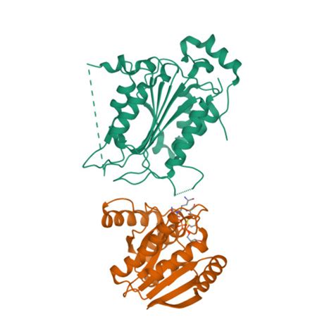 RCSB PDB 7WR6 Crystal Structure Of ADP Riboxanated Caspase 4 In