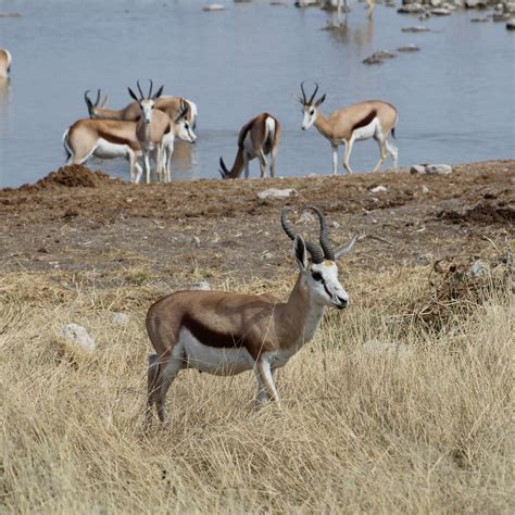 Africa's Most Common Antelope | Sports Afield