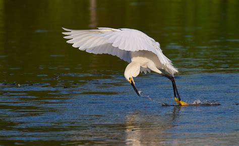 Wildlife Snowy Egret Bird Wallpaper 2013