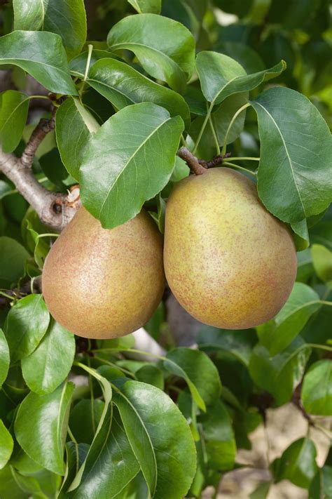 Pyrus Domestica Beurré Hardy Poirier Beurré Hardy Pépinières