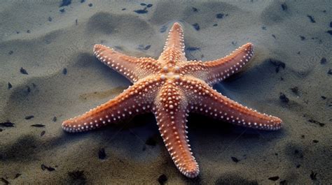 The Large Starfish Is Laying In The Sand On The North Shore Of Thames