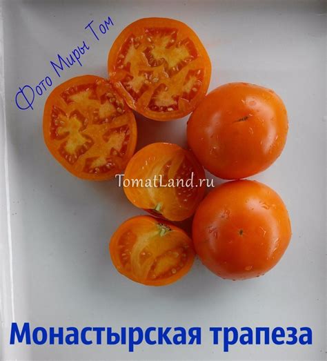 Томат Монастырская трапеза: ОТЗЫВЫ (6), фото, урожайность, описание и ...