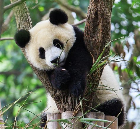 Panda Cub Resting On Tree by Feng Wei Photography