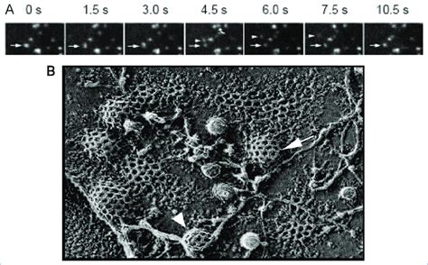 Imaging The Dynamics Of Clathrin Structures Reveals Several Endocytic