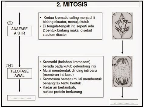 Pembelahan Mitosis Serta Tahapan Pembelahannya