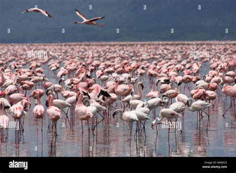 Pink Flamingos At Lake Nakuru Stock Photo Alamy