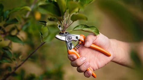 How To Properly Prune And Care For Your Trees