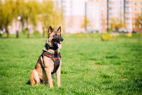 Belgian Malinois Training: 7 Methods For Successful Training