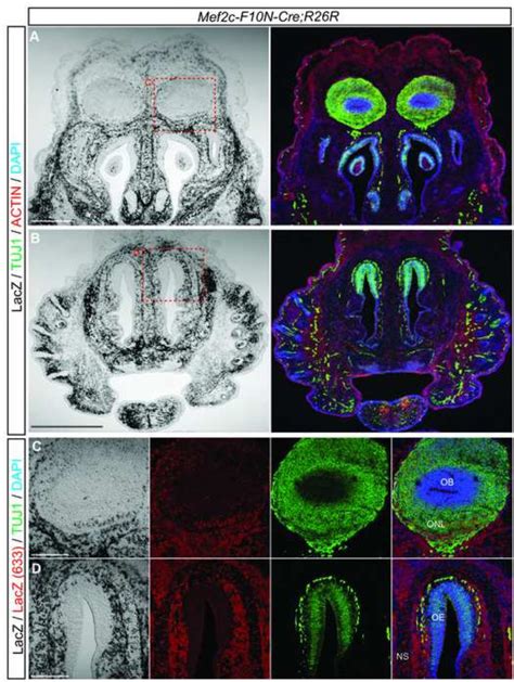 Mef C F N Cre Lineage Labeling In The Olfactory Bulb A D Frontal