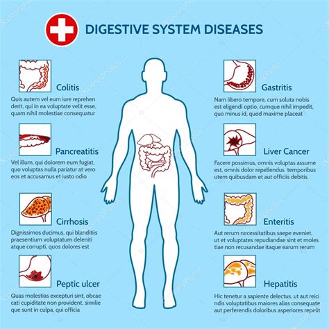 Descarga Vector De Plantilla De Infografia Del Sistema Digestivo Images