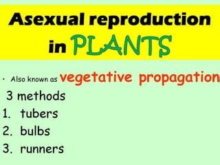 Asexual Reproduction PPT