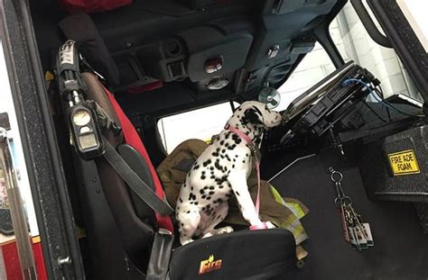 37 Best Ideas For Coloring Dalmatian Dogs On Fire Trucks