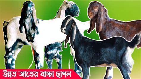 🐐🐐উন্নত জাতের বাচ্চা ছাগলের দর দাম জানুন রুহুল ভাই এর বাচ্চা ছাগলের