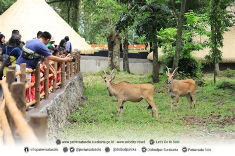 Solo Safari Zoo Alamat Jam Buka And Harga Tiket Masuk 2025