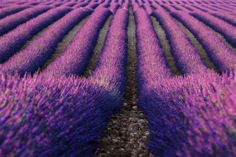 Lavender Farm 5k Wallpaper,HD Flowers Wallpapers,4k Wallpapers,Images,Backgrounds,Photos and ...