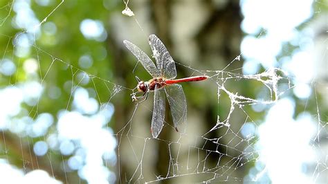 Dragonfly Caught In Spider Web Fps Free Hd Stock Footage Youtube